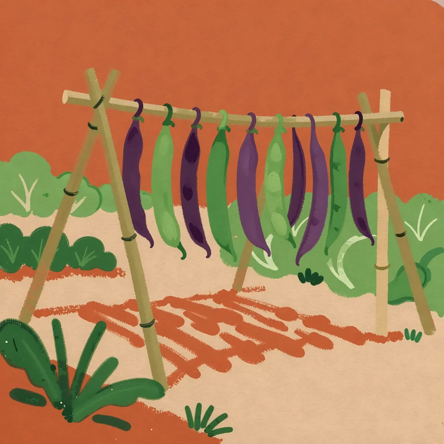 Purple runner beans on a cane wigwam